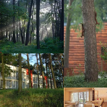 Domki Wakacyjne Delfin * Ślesin